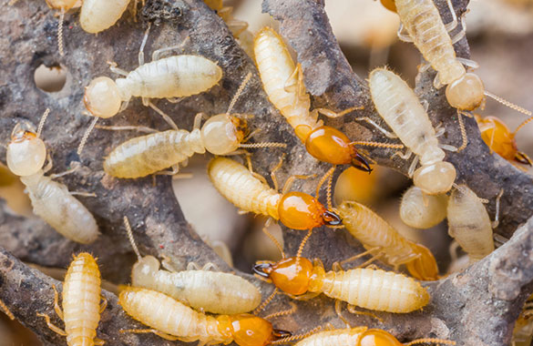 Termite Control